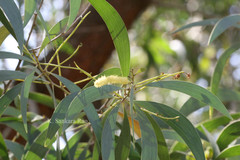 Acacia aulacocarpa